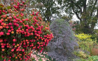 Wisley Gardens Autumn Day Out 2024